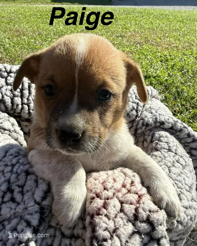 Paige – Jack Russell Terrier, Border Collie puppy for sale in White Pigeon, MI