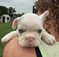 Carol, a female French Bulldog for sale in White Pigeon, MI – 8 of 8