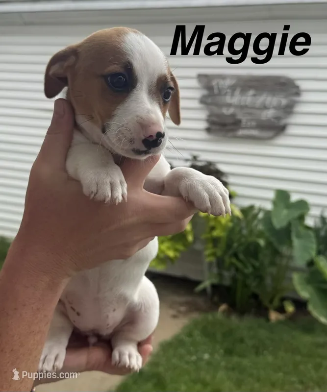Maggie – Jack Russell Terrier puppy for sale in White Pigeon, MI