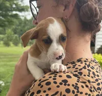 Maggie, a female Jack Russell Terrier for sale in White Pigeon, MI – 3 of 5