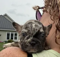Thor, a male French Bulldog for sale in White Pigeon, MI – 4 of 7