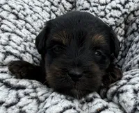 Missy, a female Yorkipoo for sale in White Pigeon, MI – 2 of 10