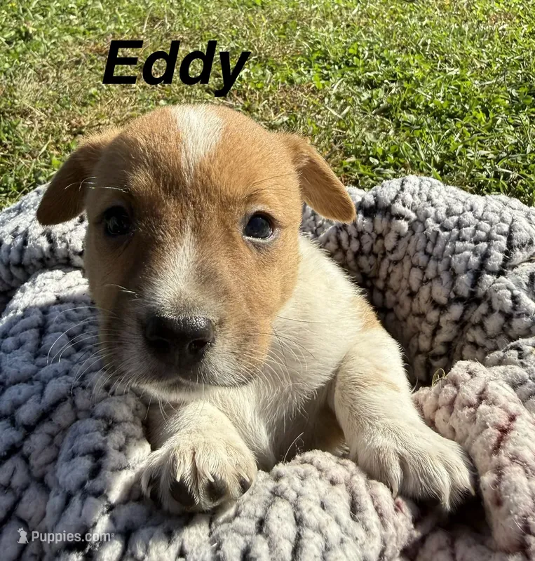 Eddy – Jack Russell Terrier, Border Collie puppy for sale in White Pigeon, MI