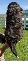 Jerry, a male Shihpoo for sale in White Pigeon, MI – 3 of 7