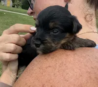 Susie, a female Yorkipoo for sale in White Pigeon, MI – 5 of 10