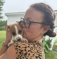 Tommy, a male Jack Russell Terrier for sale in White Pigeon, MI – 5 of 6