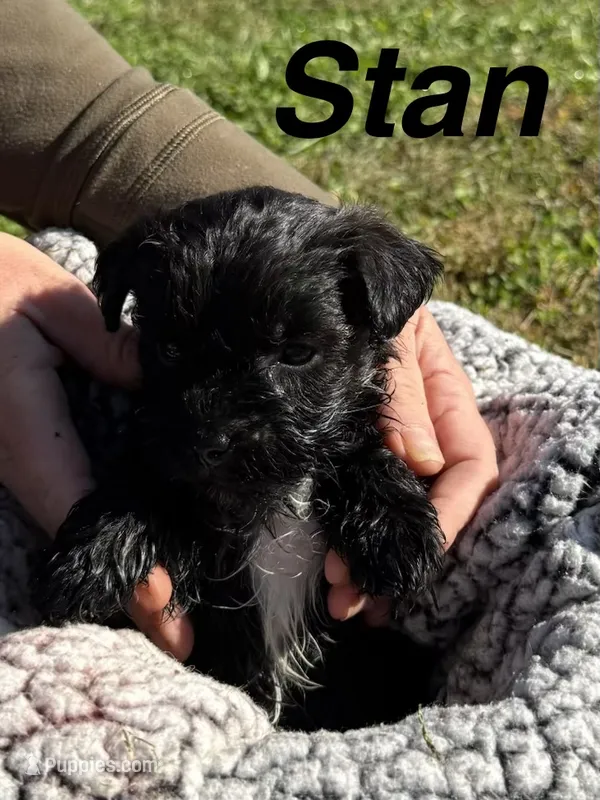 Stan – Yorkipoo puppy for sale in White Pigeon, MI