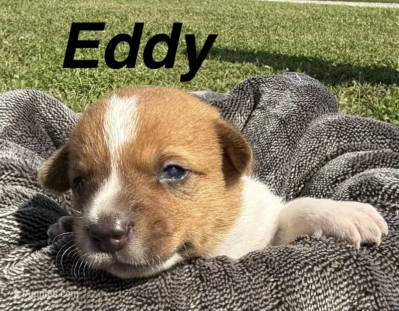 Eddy – Jack Russell Terrier, Border Collie puppy for sale in White Pigeon, MI