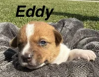 Eddy, a male Jack Russell Terrier and Border Collie for sale in White Pigeon, MI – 1 of 7