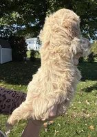Ben, a male Shihpoo for sale in White Pigeon, MI – 6 of 7