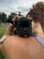 Gary, a male French Bulldog for sale in White Pigeon, MI – 5 of 10