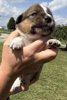 Gunner, a male Jack Russell Terrier and Border Collie for sale in White Pigeon, MI – 4 of 7