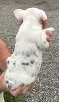 Carol, a female French Bulldog for sale in White Pigeon, MI – 7 of 8