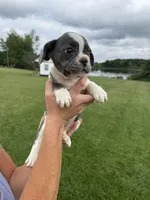 Jenny, a female French Bulldog for sale in White Pigeon, MI – 2 of 10