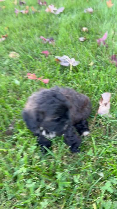 Jake, a male Shihpoo for sale in White Pigeon, MI – 6 of 7