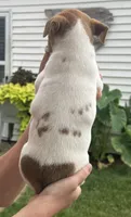 Tommy, a male Jack Russell Terrier for sale in White Pigeon, MI – 4 of 6
