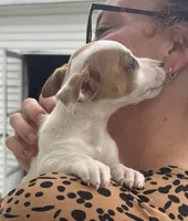 Lucy, a female Jack Russell Terrier for sale in White Pigeon, MI – 2 of 7