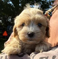 Jill, a female Shihpoo for sale in White Pigeon, MI – 4 of 6