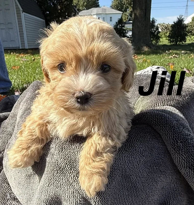 Jill – Shihpoo puppy for sale in White Pigeon, MI