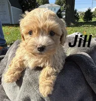 Jill, a female Shihpoo for sale in White Pigeon, MI – 1 of 6