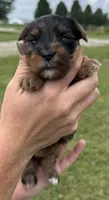 Claire, a female Yorkipoo for sale in White Pigeon, MI – 4 of 10