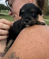 Susie, a female Yorkipoo for sale in White Pigeon, MI – 7 of 10