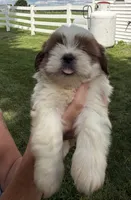 Earl, a male Shorkie for sale in White Pigeon, MI – 4 of 7