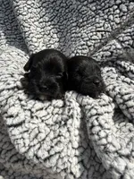 Stan, a male Yorkipoo for sale in White Pigeon, MI – 6 of 9