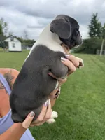 Jenny, a female French Bulldog for sale in White Pigeon, MI – 3 of 10