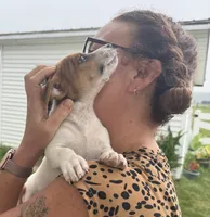 Tommy, a male Jack Russell Terrier for sale in White Pigeon, MI – 3 of 6