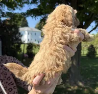 Jill, a female Shihpoo for sale in White Pigeon, MI – 3 of 6