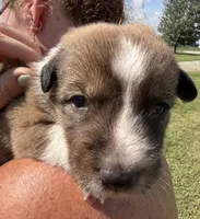 Gunner, a male Jack Russell Terrier and Border Collie for sale in White Pigeon, MI – 5 of 7