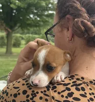 Susie, a female Jack Russell Terrier for sale in White Pigeon, MI – 3 of 4