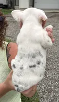 Carol, a female French Bulldog for sale in White Pigeon, MI – 6 of 8