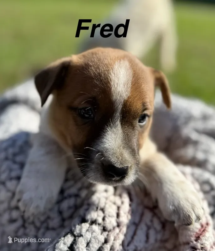 Fred – Jack Russell Terrier, Border Collie puppy for sale in White Pigeon, MI