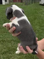 Jenny, a female French Bulldog for sale in White Pigeon, MI – 3 of 5