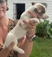 Lucy, a female Jack Russell Terrier for sale in White Pigeon, MI – 6 of 7