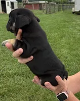Gary, a male French Bulldog for sale in White Pigeon, MI – 6 of 8