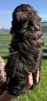 Jake, a male Shihpoo for sale in White Pigeon, MI – 4 of 7