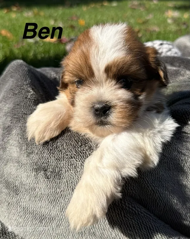 Ben – Shorkie puppy for sale in White Pigeon, MI