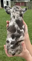 Thor, a male French Bulldog for sale in White Pigeon, MI – 3 of 7