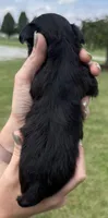 Stan, a male Yorkipoo for sale in White Pigeon, MI – 2 of 9