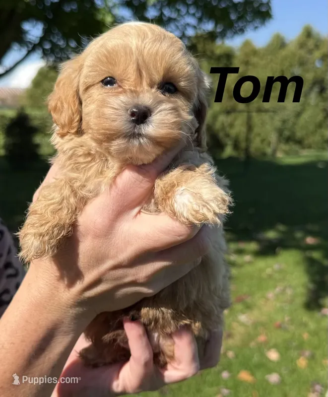 Tom – Shihpoo puppy for sale in White Pigeon, MI