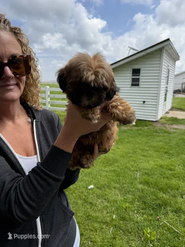 Jerry – Shorkie puppy for sale in White Pigeon, MI