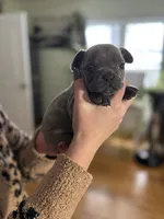 Murphy, a male French Bulldog for sale in White Pigeon, MI – Photo 7 of 7