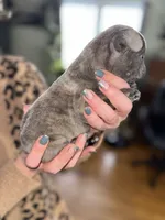 Murphy, a male French Bulldog for sale in White Pigeon, MI – Photo 4 of 7