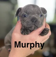 Murphy, a male French Bulldog for sale in White Pigeon, MI – Photo 1 of 7