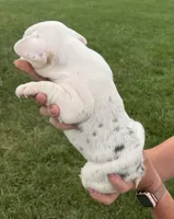 Carol, a female French Bulldog for sale in White Pigeon, MI – 5 of 8