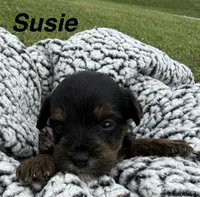 Susie, a female Yorkipoo for sale in White Pigeon, MI – 1 of 10