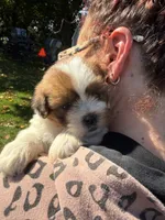 Ben, a male Shorkie for sale in White Pigeon, MI – 5 of 5